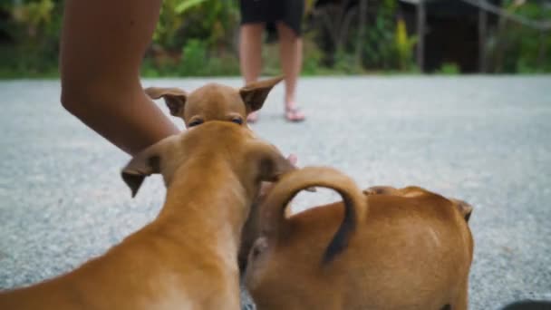 Two Women Taking Care Homeless Puppies Thailand Feeding Playing Street — 图库视频影像
