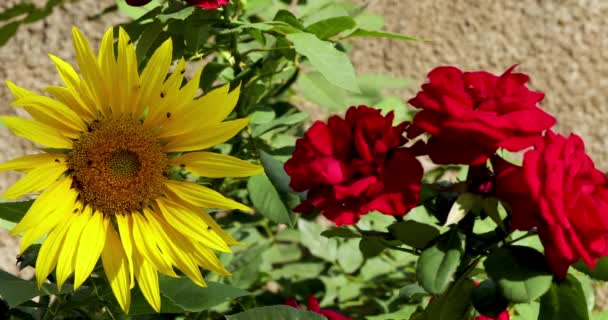 Gros Plan Rosier Rouge Tournesol Aux Insectes — Video