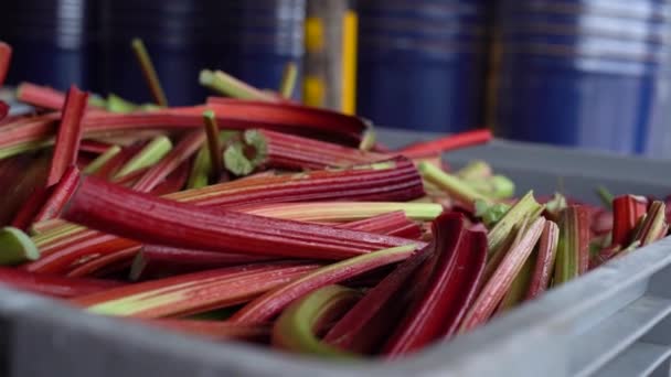 Çiftlikteki Bir Konteynırın Içindeki Rubarb Yavaş Çekim Görüntüsü — Stok video