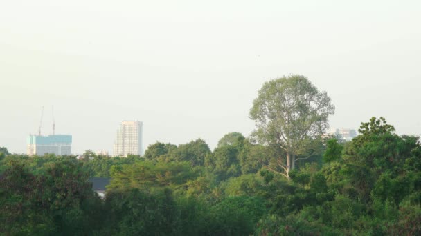 Cityscape Surrounded Jungle Asian City View Sunset — Stockvideo