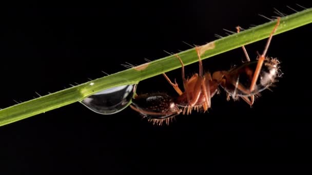 Ant Drinking Water Drop Grass Leaf Black Background — ストック動画