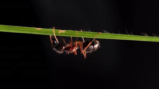 Worker Big Ant Green Grass Leaf Black Background — Video