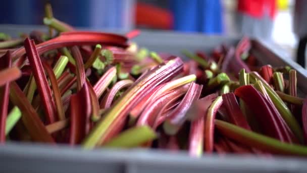 Αργή Κίνηση Κοντά Στη Συγκομιδή Του Rhubarb Ένα Δοχείο Αριστερά — Αρχείο Βίντεο