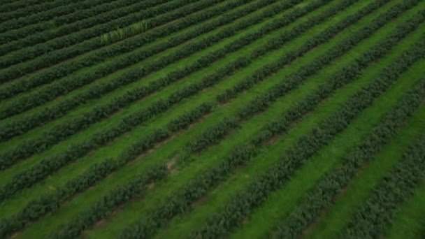 Widok Lotu Ptaka Plantację Jagód Strzały Dronów Powolne Pochylenie Przodu — Wideo stockowe