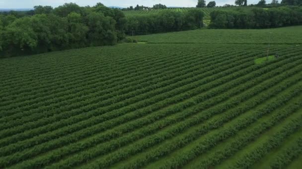 Aerial View Blueberry Farm Plantation Drone Shots Forward Push — Vídeos de Stock