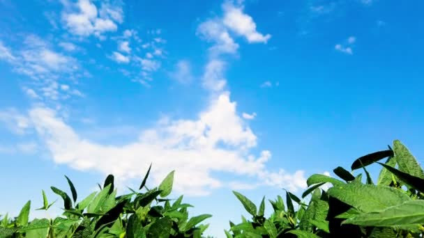 Soybean Field Sunshine Blue Sky — Vídeo de stock