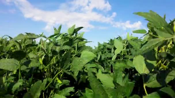 Soybean Field Sunshine Blue Sky — 图库视频影像