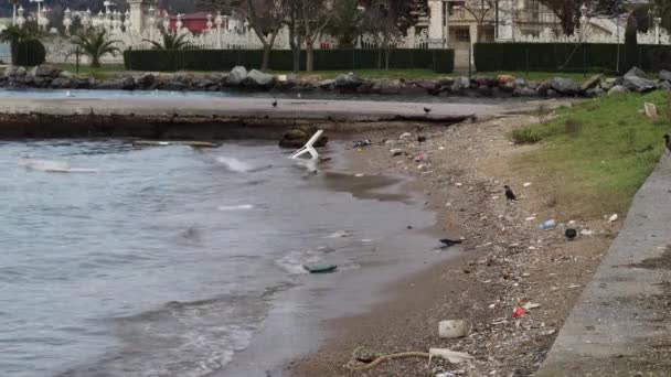 Crow Forage Peck Food Shore Bosphorus Kucuksu Palace Istanbul Turkey — ストック動画