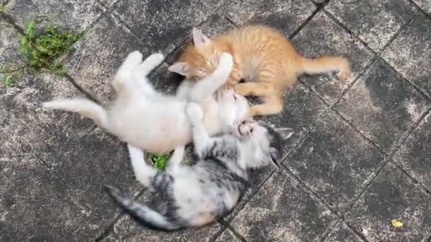 Kedi Yavruları Paved Surface Birbirlerini Isırıp Oynuyorlar Yüksek Açı — Stok video