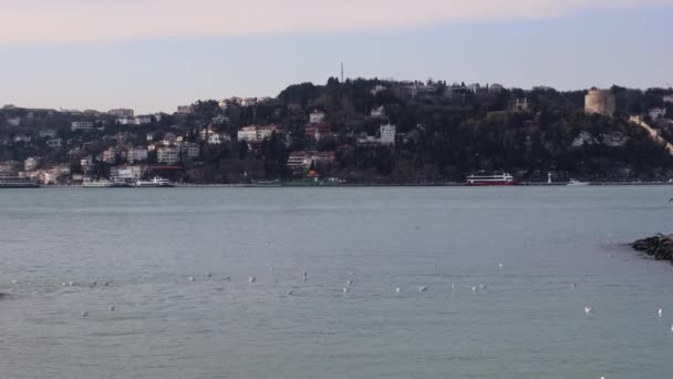 Uskudar City Rumelihisari Castle Bosphorus Strait Seabirds Swimming Calm Water — Stockvideo