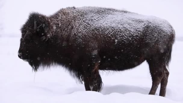 Bizons Staand Ijskoude Sneeuwstorm — Stockvideo