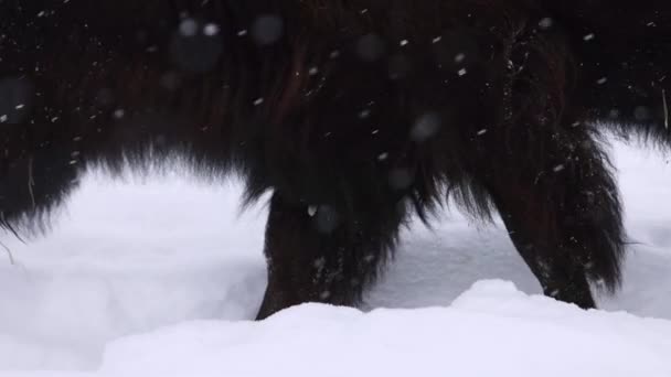 Bison Walking Closeup Snowstorm Slomo — Stock videók