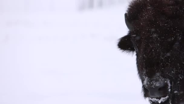 Bison Closeup Snowstorm Slomo — Stockvideo