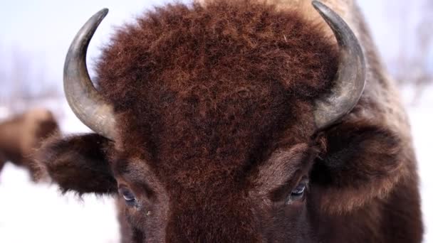 Bison Closeup Portrait Fur Moving Winter Wind Slomo — Stock Video