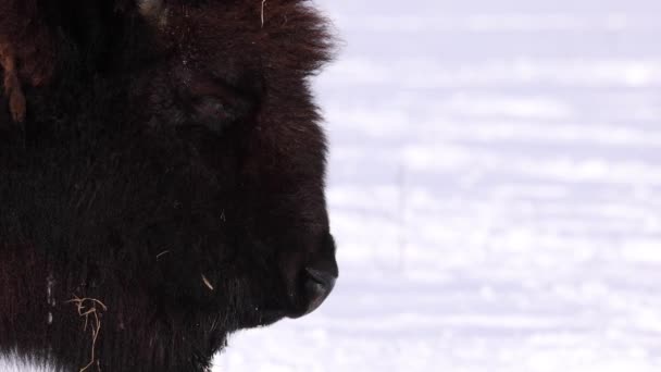 Bison Breathe Slow Motion Sunny Winter — Stockvideo