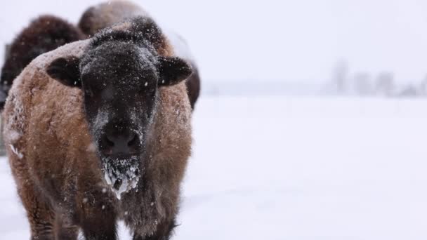 Bison Calf Looks You Away Snowstorm Slomo — Stock Video