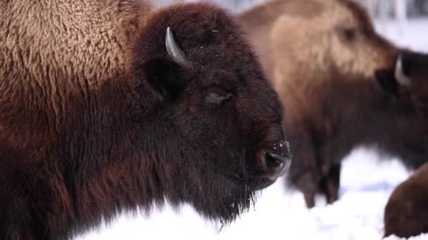 Bison Πλευρά Προφίλ Αναπνοή Και Μάσημα Slomo Ηλιόλουστο Χειμώνα — Αρχείο Βίντεο