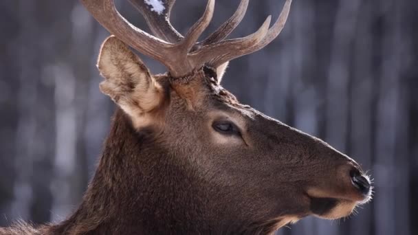 Elk Bull Extreme Closeup Winter Breathing Slomo — Vídeo de Stock