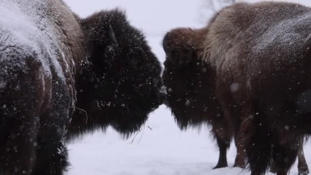 Bison Standing Together Nice Snowstorm Eventually Looking Away Slomo — ストック動画