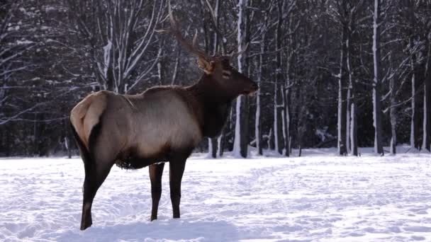 Elk Bull Looks Camera Walks Away — Wideo stockowe