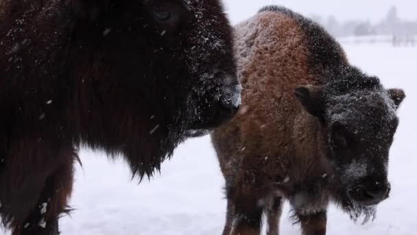 Bison Cow Calf Together Snowstorm Slomo — ストック動画