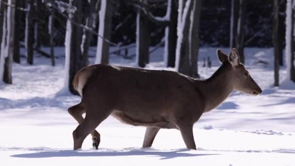 Elch Läuft Durch Neuschnee Slomo Hübschen Schnee Fallen — Stockvideo