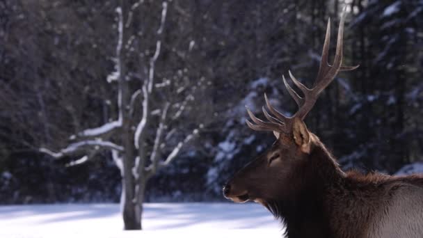 Elk Bull Side Profile Looks You Slomo Snow Falling Epic — Vídeo de Stock