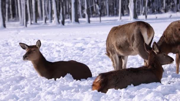 Meerdere Elanden Liggend Sneeuw — Stockvideo