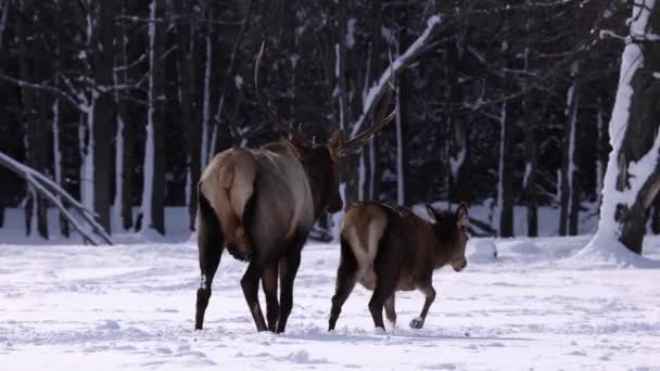 Bull Elk Walking Doe Forest Slomo — Wideo stockowe