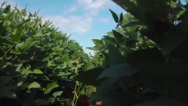 Walking Soybean Plantation — ストック動画