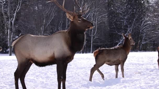 Elandstier Volgt Doe Lopend Naar Sneeuwwoud Slomo — Stockvideo