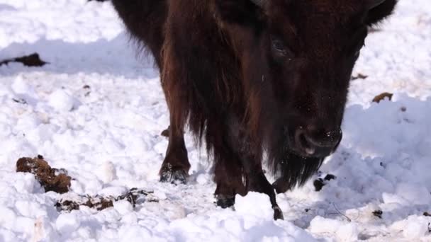 Bison Walking Snow Slomo Closeup Hooves Faces Sunny Winter — ストック動画