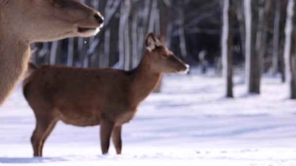 Elk Walking Fresh Snow Focus Racked Slomo Snowing — Wideo stockowe