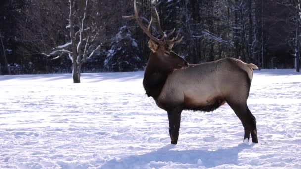 Bull Elk Male Looks Camera Slomo Winter Impressive Rack — ストック動画
