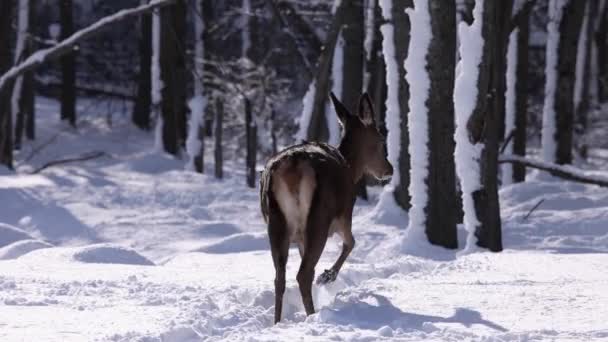 Buck Elk Breathing Slow Motion Winter — Stock Video