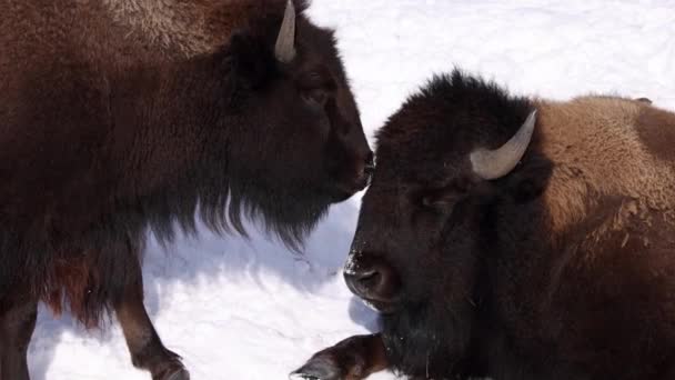 Bison Staying Close Together Cold Sunny Winter Day Cute — Vídeo de Stock