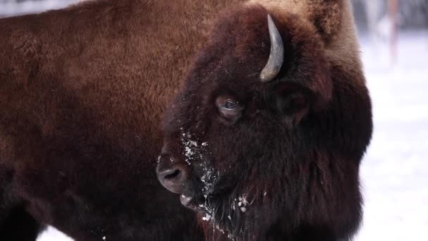 Bison Looking Backwards Turns Looks You Slomo — ストック動画