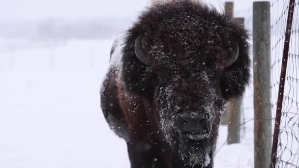 Bisonte Massiccia Maschio Toro Tempesta Neve Lungo Recinzione — Video Stock