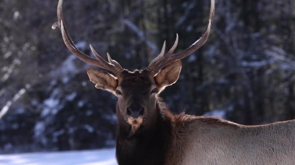 Alce Buck Respirando Inverno Câmera Lenta — Vídeo de Stock