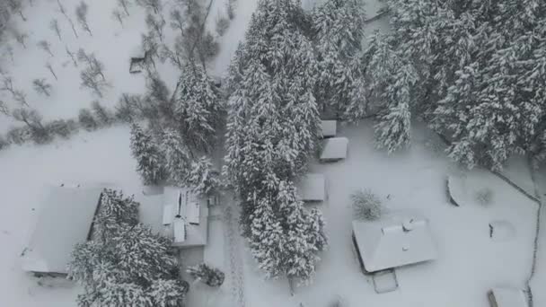 Foto Aérea Pinos Casas Campo Cubiertas Nieve Mientras Nieva Hermosa — Vídeo de stock