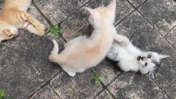 Three Cute Kittens Playing Fighting Floor Dirt Yogyakarta Indonesia High — Stok video