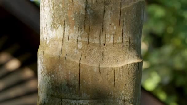 Shady Tree Texture Bark Vertical Scratches — Video Stock