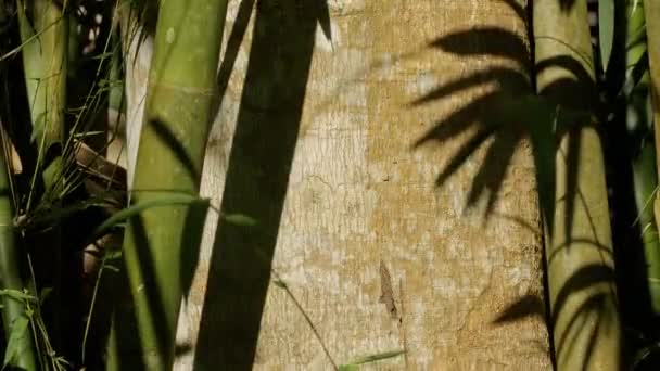 Tree Bark Covered Bamboo Trees Shadow — Stockvideo