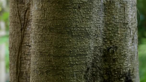 Bulging Tree Bark Texture Light Dark Side — ストック動画