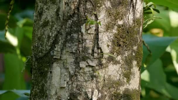 Λευκό Δέντρο Υφής Φλοιό Πράσινο Φόντο Φύλλων — Αρχείο Βίντεο