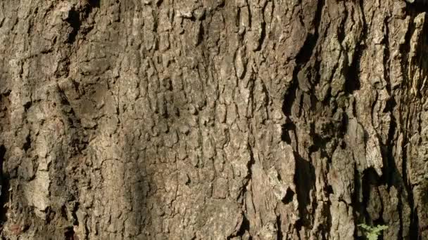 Old Brown Tree Bark Deep Texture — Vídeo de Stock