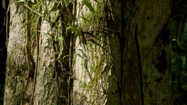Ancient Tree Bark Deep Mossy Texture — Stockvideo
