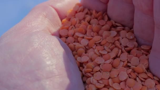 Cupped Hand Grabbing Squeezing Hand Full Red Lentils Food Vegan — Stock video