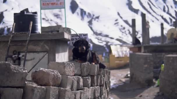 Local Dog Sitting Concrete Brick Wall Snow Covered Mountains Himalayas — стокове відео