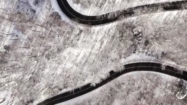 Impressive Flight Winter Landscape Forest Top View Drone Flying Trees — ストック動画